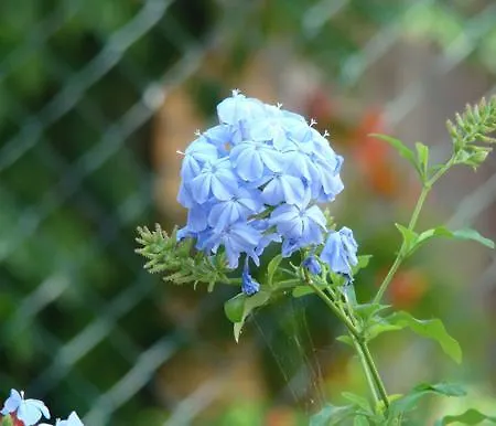La Piccola Quercia * Stroncone