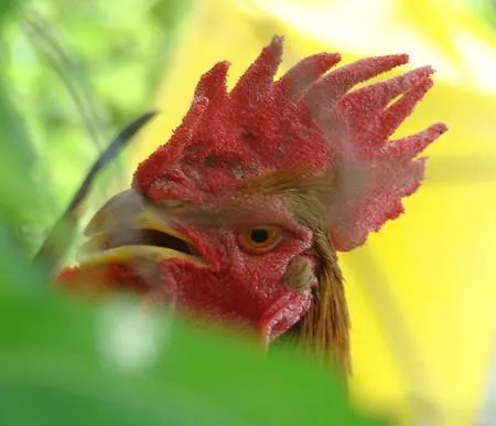 La Piccola Quercia *