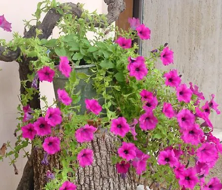 La Piccola Quercia Stroncone