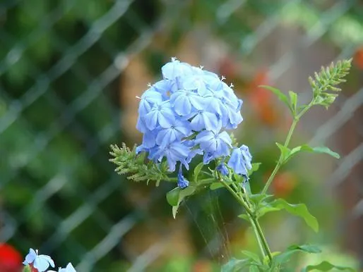 La Piccola Quercia * Stroncone