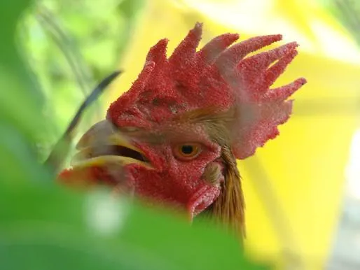 La Piccola Quercia *